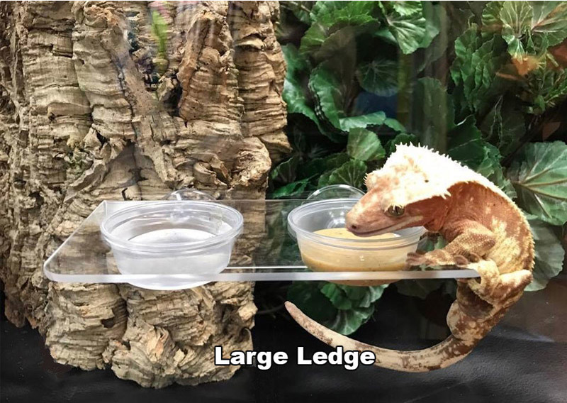 custom acrylic gecko feeder